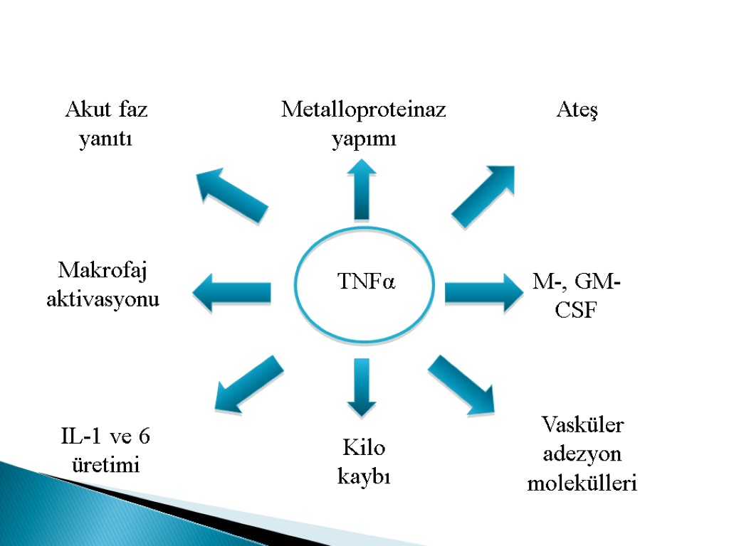 TNFα Metalloproteinaz yapımı Akut faz yanıtı Makrofaj aktivasyonu IL-1 ve 6 üretimi Vasküler adezyon